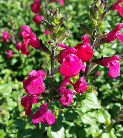 Little-Leaf Sage Free Speech